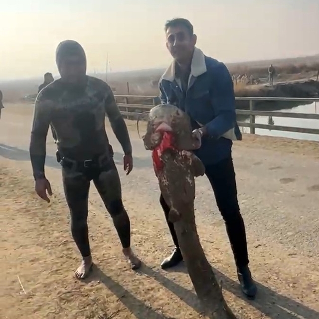 Olta yok, ağ yok: Karasu Çayı'nda çıplak elle yayın balığı avı