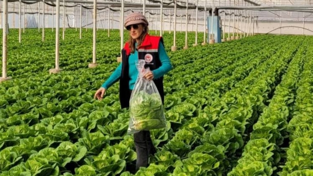 Buharkent'te sağlıklı gıda için pestisit denetimi