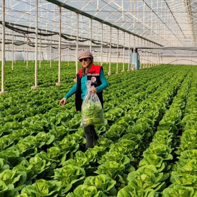 Buharkent'te sağlıklı gıda için pestisit denetimi