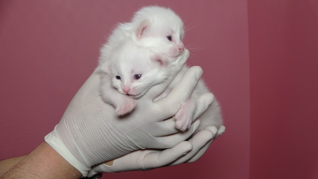 Van Kedi Villası'nda bu yıl 120 yavru dünyaya geldi