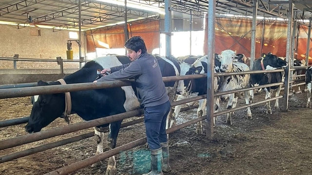 Tekirdağ'da şap aşısı çalışmaları aralıksız sürüyor