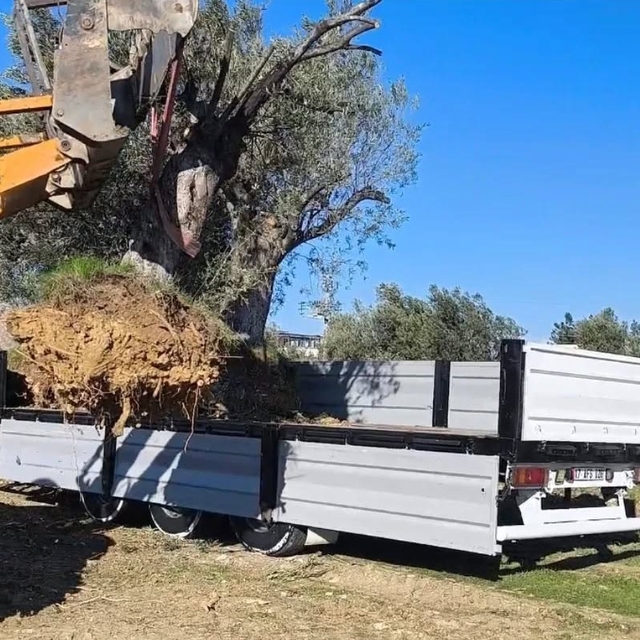 Zeytin ağacı taşıyacaklara önemli uyarı: "İzinsiz işleme ceza var"