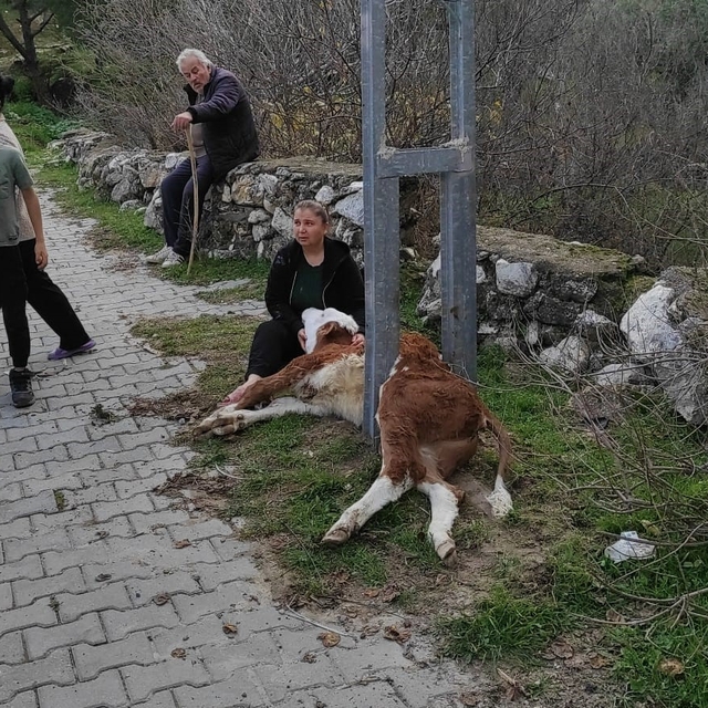 Aydınlatma direğine sıkışan buzağıyı itfaiye ekipleri kurtardı