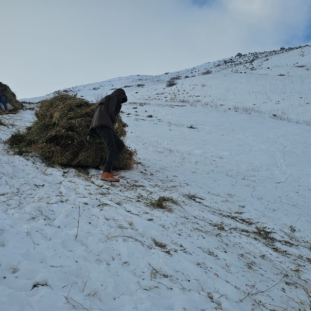 Erciş'te asırlık kış mesaisi: Otlar kızaklarla köye taşınıyor