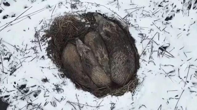 Kars'ta yumak halinde uyuyan domuz ailesi görüntülendi