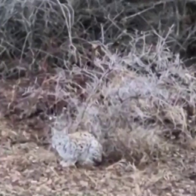 Başta kedi sandı, gerçeği anlayınca şaşırdı
Sivas'ta gördüğü vaşağa kedi gi...