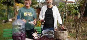 Kanser hücrelerinin oluşumunu önleyen kokulu üzümün üretimi arttırılacak