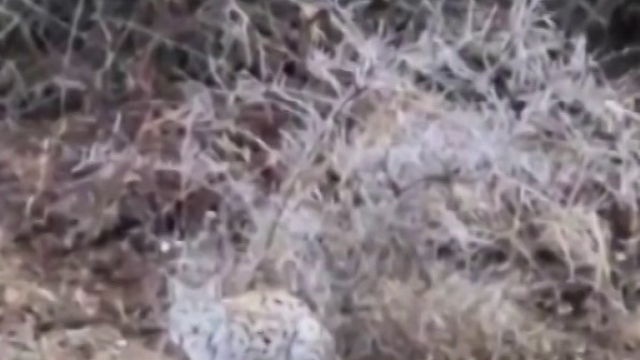 Başta kedi sandı, gerçeği anlayınca şaşırdı
Sivas'ta gördüğü vaşağa kedi gibi seslendi