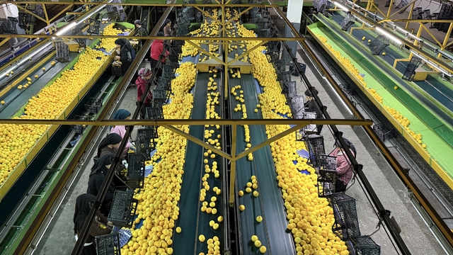 Yeni yıl öncesi narenciyede yoğun hasat
Türkiye'nin narenciye ihtiyacının önemli bir bölümünü karşılayan Adana'dan Rusya ve Ukrayna'nın yanı sıra birçok Avrupa ülkesine yeni yıl öncesi narenciye ihracatı gerçekleştirildi