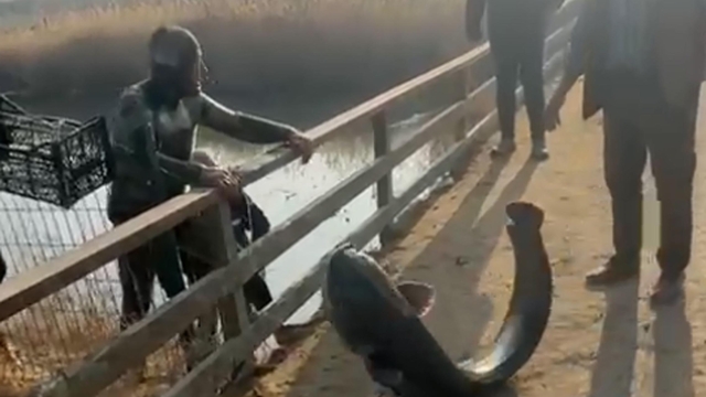 Çayda eliyle yakaladığı yayın balığını güçlükle sudan çıkardı