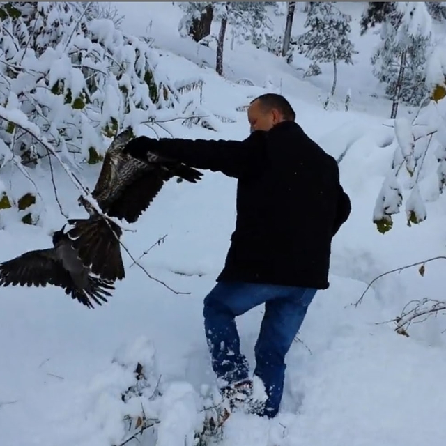 Kargayı atmacanın pençelerinden yoldan geçen vatandaşlar kurtardı