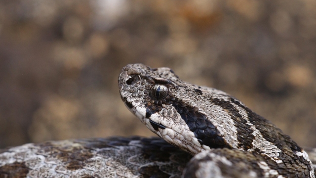Çankırı'da ilk kez tespit edilen Osmanlı engereğinin yayılış alanı yeniden belirlendi