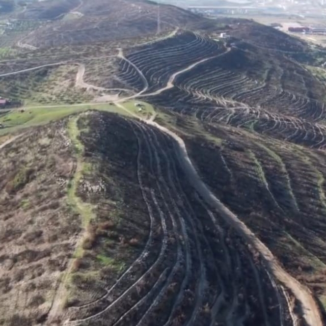 Aliağa ve Foça'da yanan orman alanları yeniden yeşile kavuşuyor
