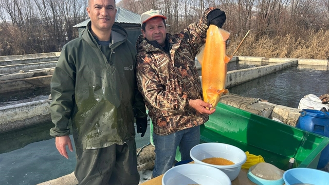 Van'da binlerce ton kapasiteli tesislerde alabalık sağımı başladı
Van'da milyonlarca yavru alabalık sağım çalışmalarıyla yetiştiriliyor