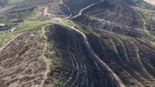 Aliağa ve Foça'da yanan orman alanları yeniden yeşile kavuşuyor