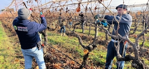 Buldan'ın tescilli üzümlerinin yetiştiği asmalar yeni sezona hazırlanıyor