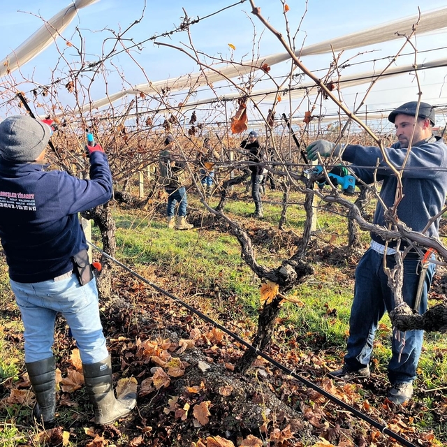 Buldan'ın tescilli üzümlerinin yetiştiği asmalar yeni sezona hazırlanıyor