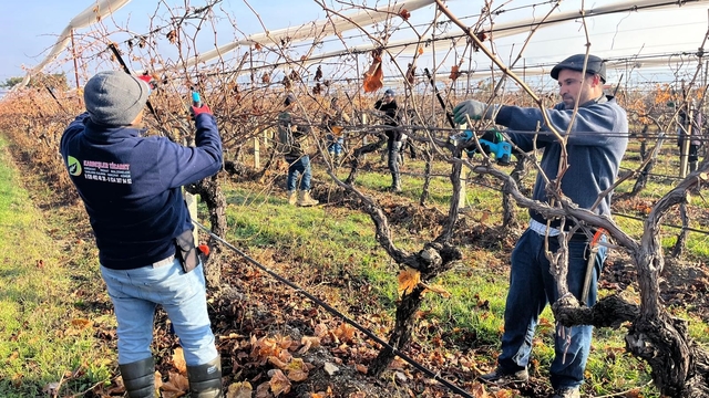 Buldan'ın tescilli üzümlerinin yetiştiği asmalar yeni sezona hazırlanıyor