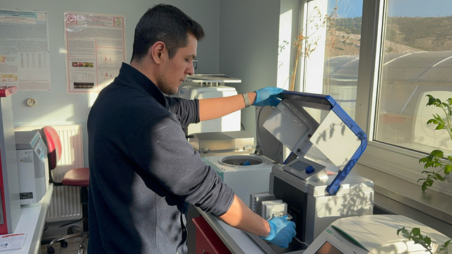 Kovid-19 ve benzeri salgınlara karşı domates kullanarak yenilebilir aşı üretmeyi hedefliyorlar