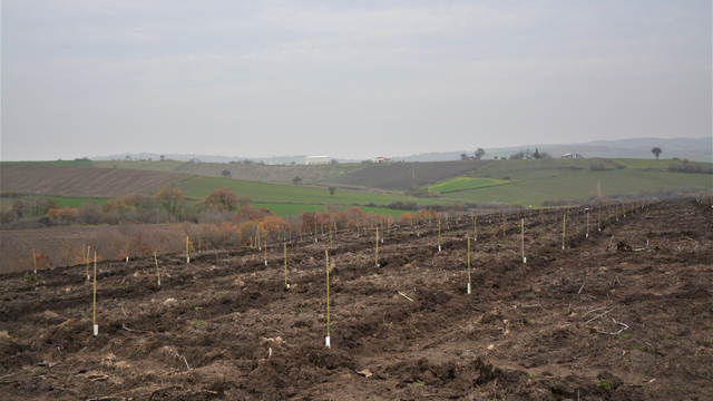 Balıkesir'de orman köylüsüne badem fidanı desteği veriliyor