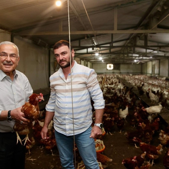 Ordu'da yumurta üretimi, verilen destekler ile zarardan kara dönüştü: İlin...