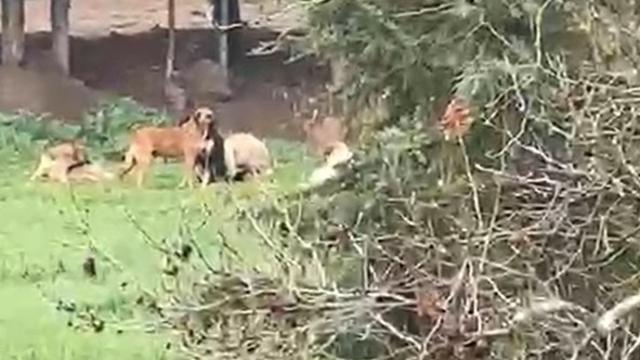 Derince'de başıboş köpek tepkisi: "30'a yakın köpek bir arada dolaşıyor"