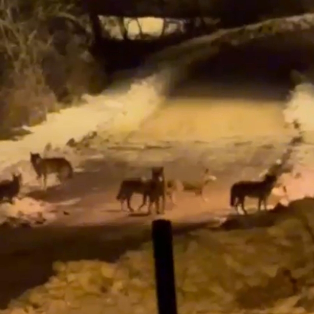 İlçe merkezine inen kurt sürüsü cep telefonuyla görüntülendi