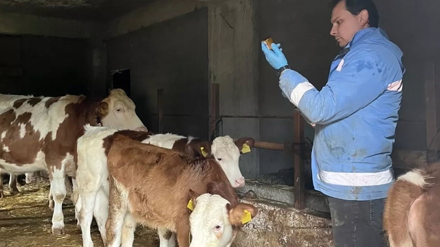 Yığılca'da hayvan sağlığı çalışmaları sürüyor