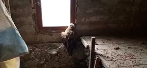 Bolu'da yaralı şahin koruma altına alındı