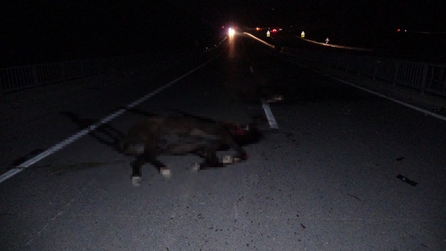 Malatya'da feci olay: Milyonluk taylar karayolunda telef oldu
Atların çarptığı araçlar hurdaya döndü