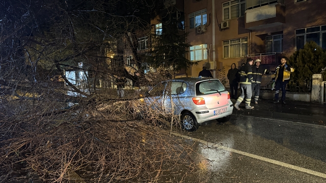 Edirne'de seyir halindeki otomobilin üzerine ağaç devrildi