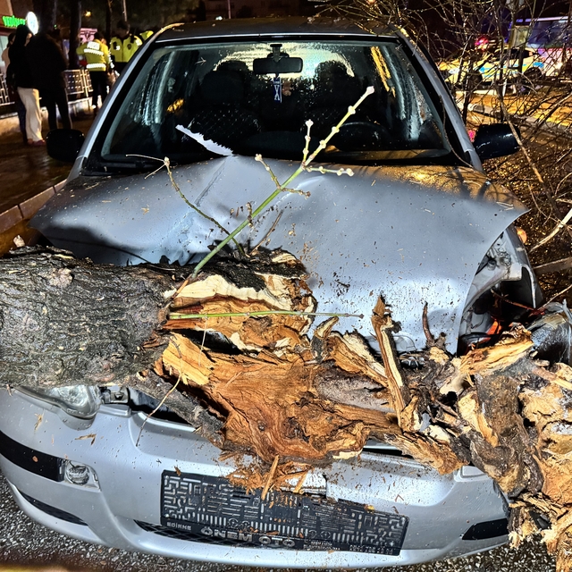 Seyir halindeki otomobilin üzerine ağaç devrildi