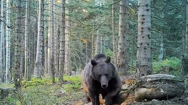 Uzmanlar kış uykusuna yatmaya hazırlanan ayılar konusunda uyardı
Prof. Dr. Şağdan Başkaya:
"Ülkemizin hiç görülmedikleri yerlerinde; İç Ege, Trakya'da, İç Anadolu ve civarında da ayı çokça karşımıza çıkmaya başladı"