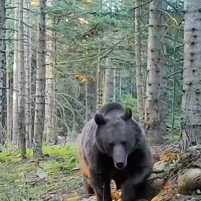 Uzmanlar kış uykusuna yatmaya hazırlanan ayılar konusunda uyardı
Prof. Dr....