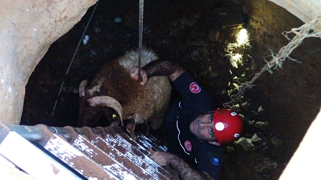 Seslerini küçük çocuk duydu, çalındı sanılan 2 koyun düştükleri 5 metrelik kuyudan kurtarıldı
Besici dedenin torununa emanet ettiği koyunlardan 2 tanesi kuyuya düştü, çalındı sanılan koyunların sesi 1 hafta sonra duyuldu
İtfaiye ekipleri tarafından kurtarılan koyunlar, sürüye zıplayarak katıldı
Besici dede: "Her yeri aradık bulamadık"