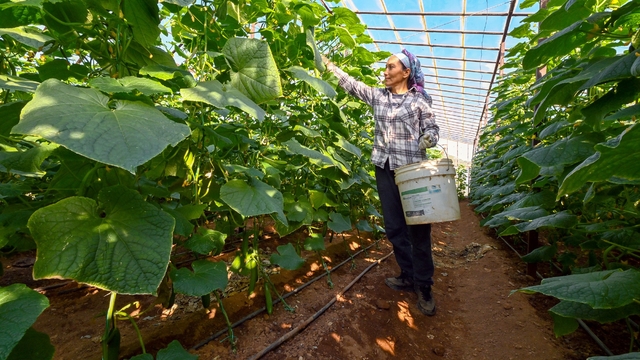 Mersin'de hıyar fidesi desteği Aydıncık'ta hasada dönüştü