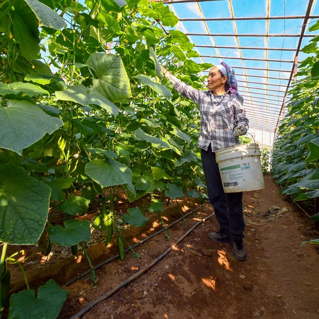 Mersin'de hıyar fidesi desteği Aydıncık'ta hasada dönüştü