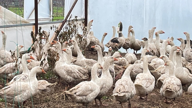 Meyve bahçelerinde yabani otla mücadelede kazlar sahaya indi
Eğirdir MAREM'de meyve bahçelerinde yabani otla mücadelede kazlı doğal dönem başladı