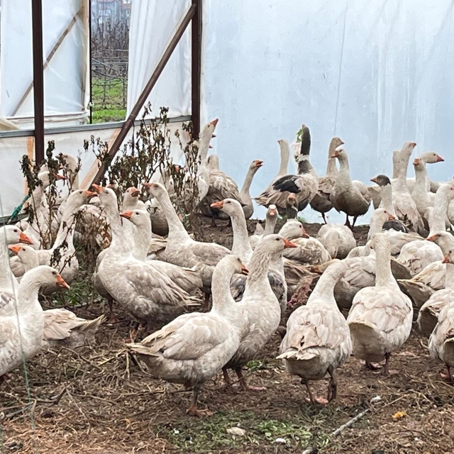 Meyve bahçelerinde yabani otla mücadelede kazlar sahaya indi
Eğirdir MAREM'...
