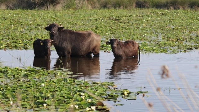 Kızılırmak Deltası'nda manda yetiştiriciliği markalaşarak geleceğe taşınıyor