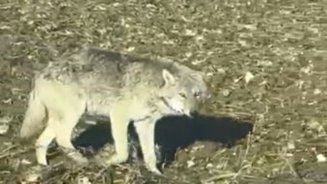 Kurtlar yerleşim yerlerine dadandı, uzmanı çare olarak Kangalları gösterdi