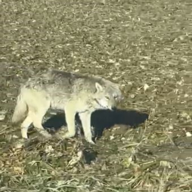 Kurtlar yerleşim yerlerine dadandı, uzmanı çare olarak Kangalları gösterdi