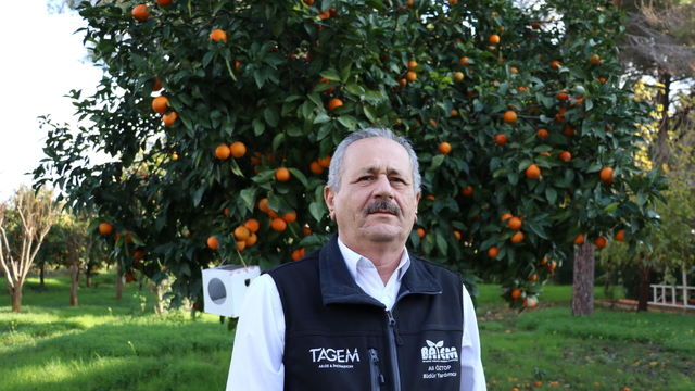 Laboratuvarda üretilen faydalı böcekler bahçe ve seralarda zararlılara karşı kalkan oluyor