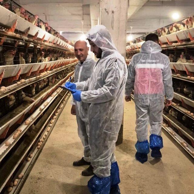 Simav'da ticari yumurtacı tavukçuluk işletmesinde ilk resmi denetim