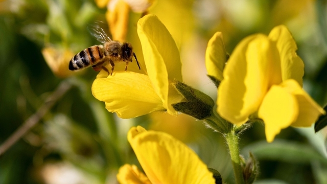 Koruma Altındaki 'Eber Sarısı'yla ilgili önemli açıklama