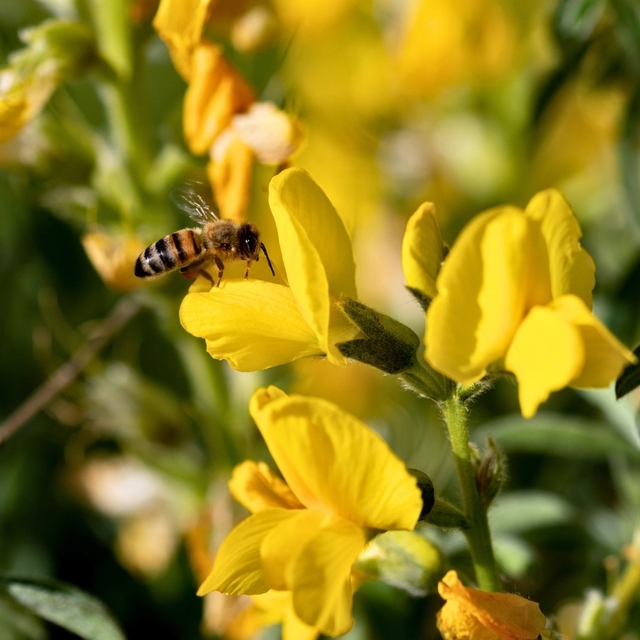 Koruma Altındaki 'Eber Sarısı'yla ilgili önemli açıklama