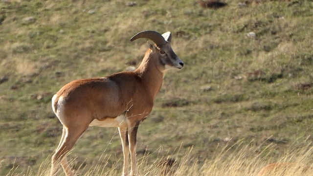 Anadolu Yaban Koyunu'nun üretimi devam ediyor