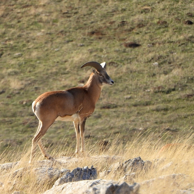 Anadolu Yaban Koyunu'nun üretimi devam ediyor