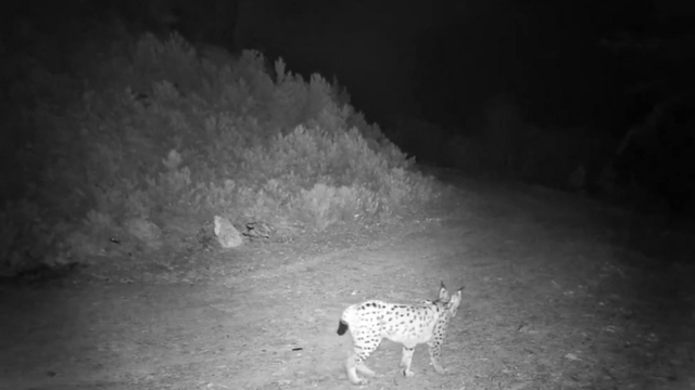 'Ormanın hayaleti' vaşak kamerada