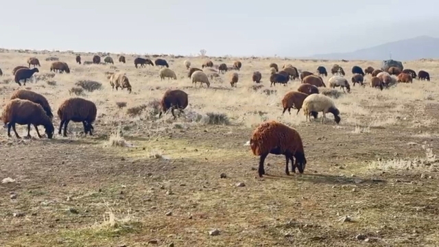 Patnos'ta kar yağmaması çiftçilerin yüzünü güldürdü